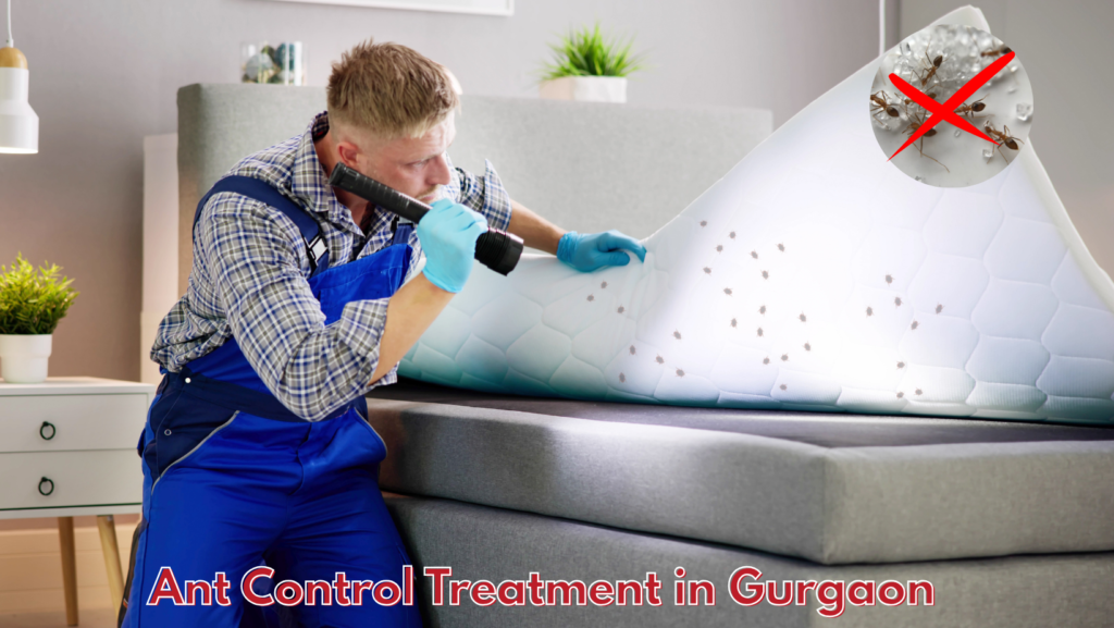Ant Control Treatment in Gurgaon