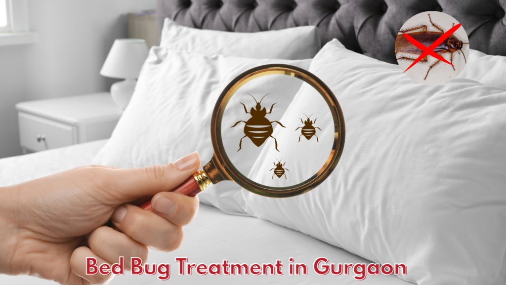 Bed Bug Treatment in Gurgaon (1)
